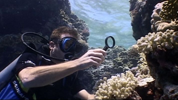 Bubbles - Mar Rojo Sur