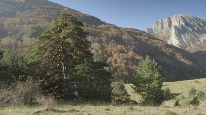 EnArbolar: Grandes árboles para la vida - La armonía de los árboles