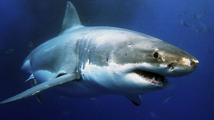 Grandes documentales - Tiburones. Los cinco grandes