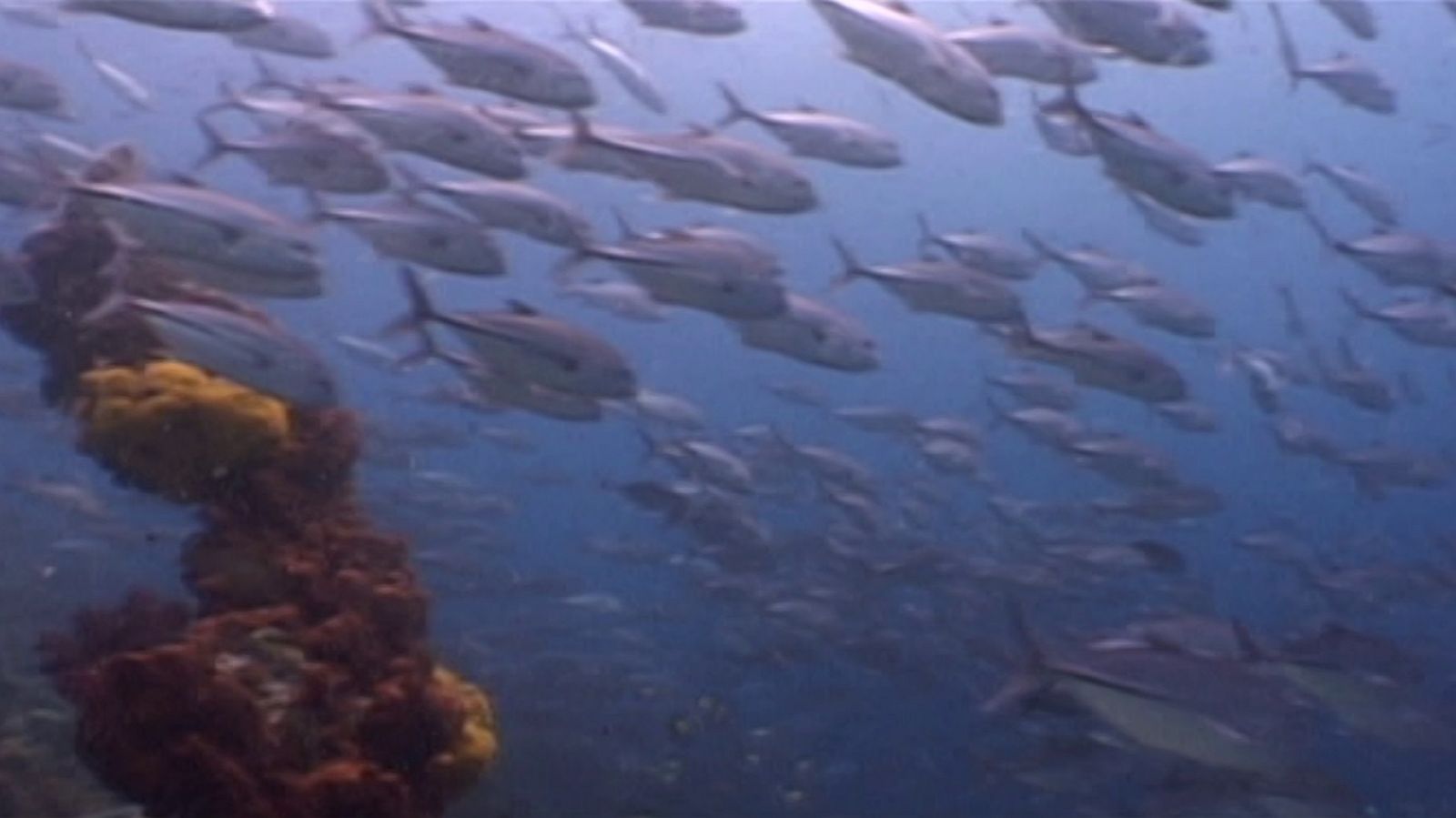 Bubbles - Raja Empat - ver ahora