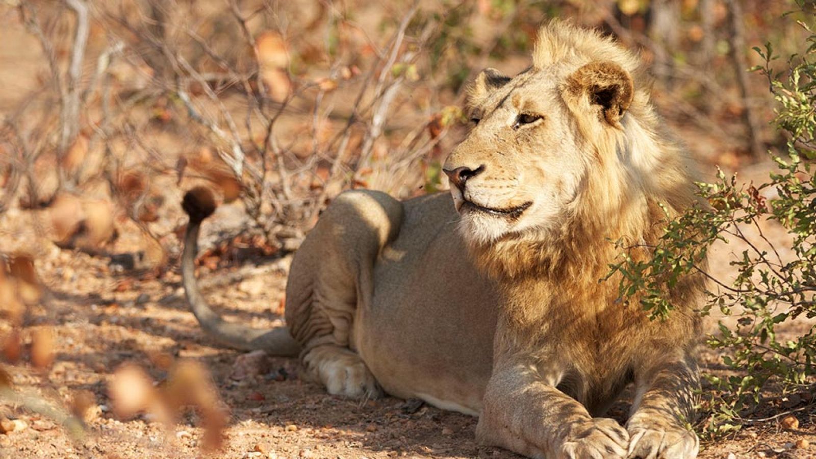 Grandes documentales - Timbavati: El rey de la manada - ver ahora