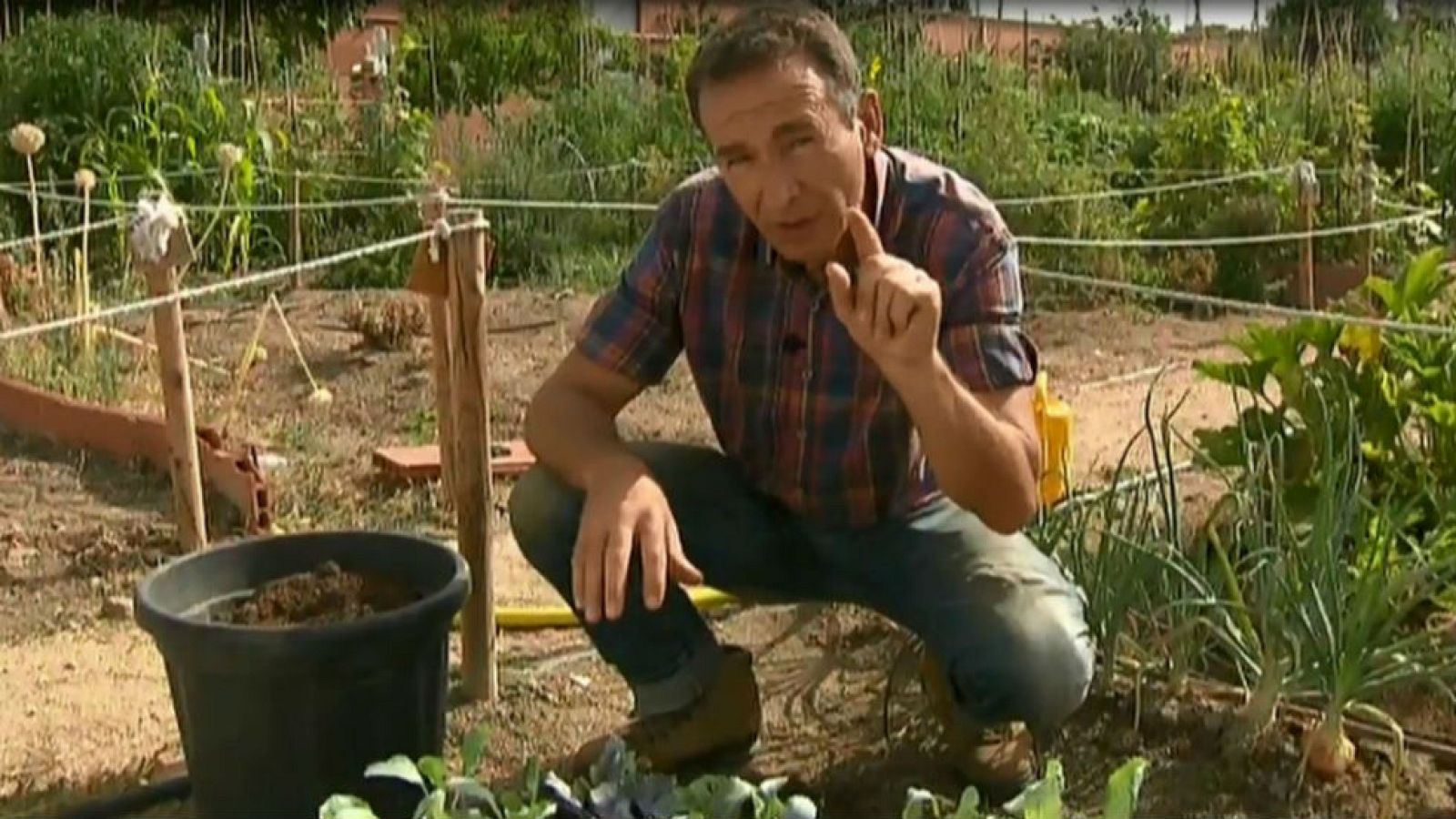 Siembra coles hoy, para recoger... pronto