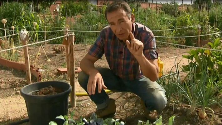 Aquí la Tierra - Siembra coles hoy, para recoger... pronto