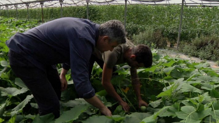 Aquí la Tierra - La calabaza de Peter Pan