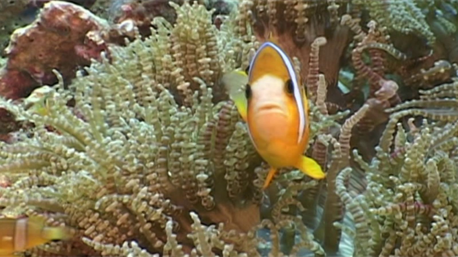 Bubbles - Moalboal - ver ahora