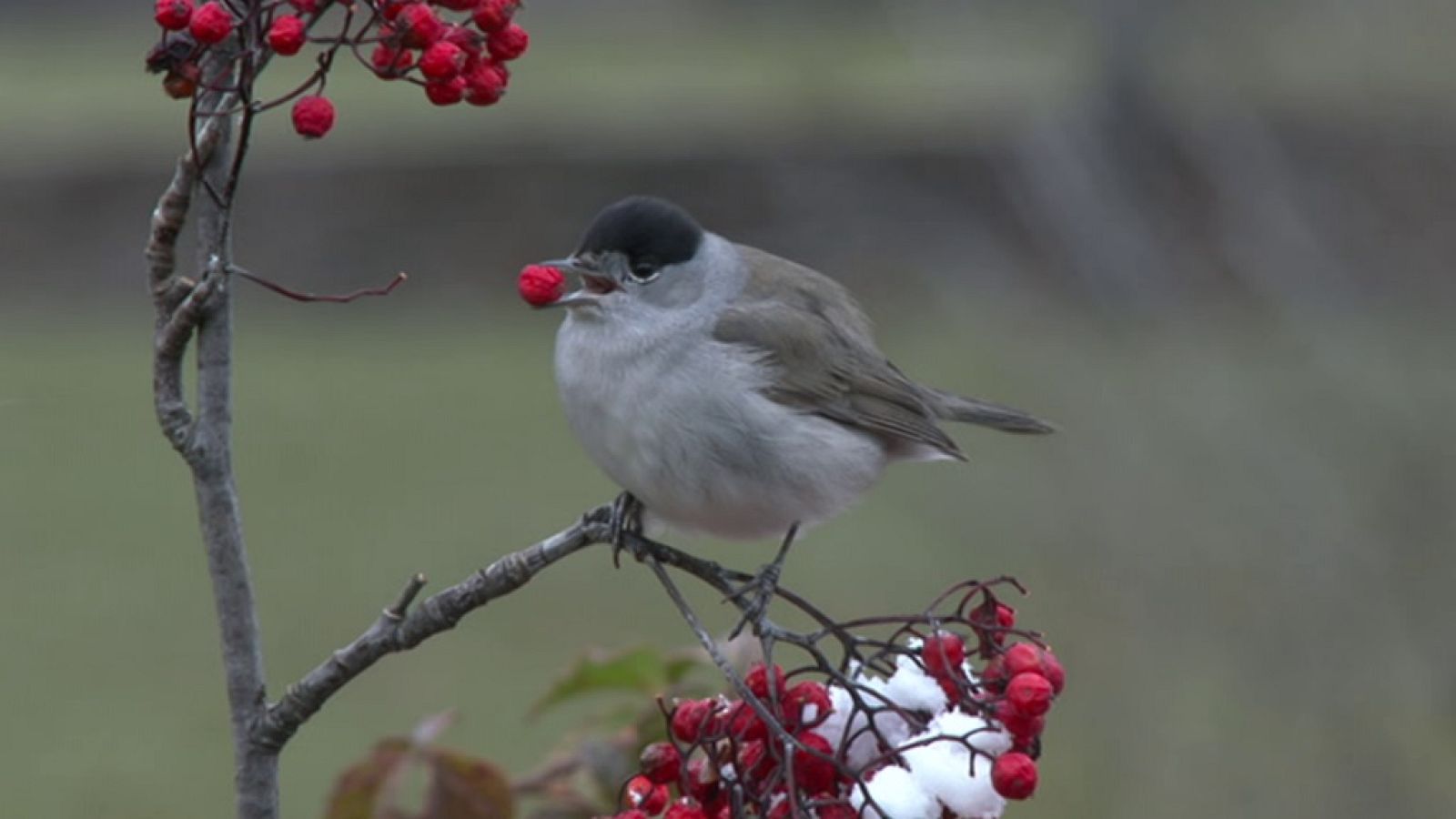Otros documentales - España, la tierra prometida: Tierra de oportunidades