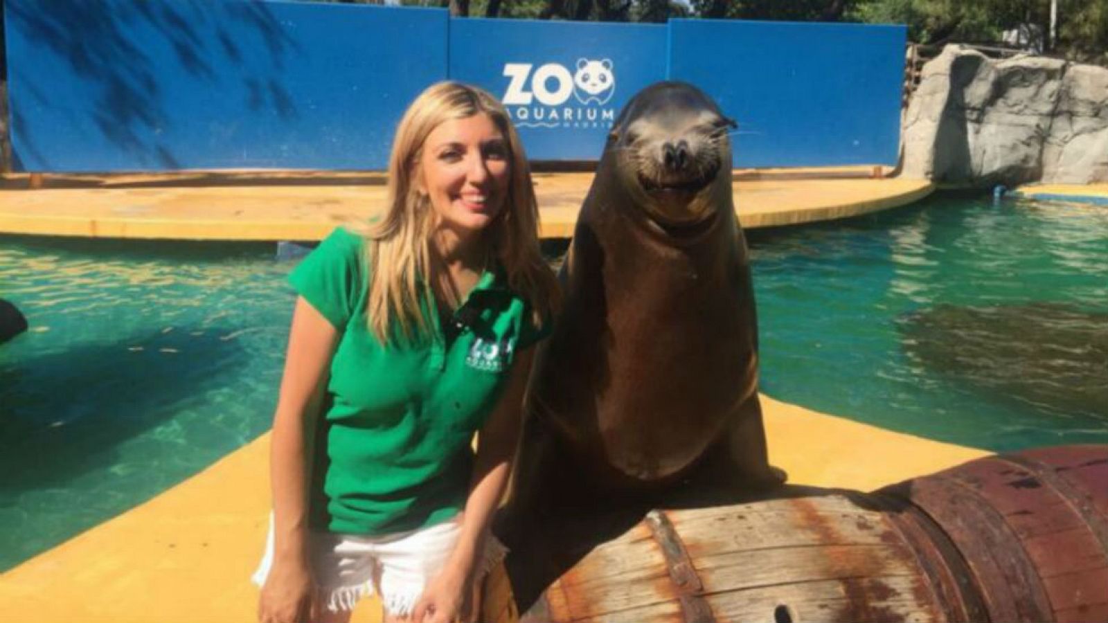 Mar, las focas grises y leones marinos