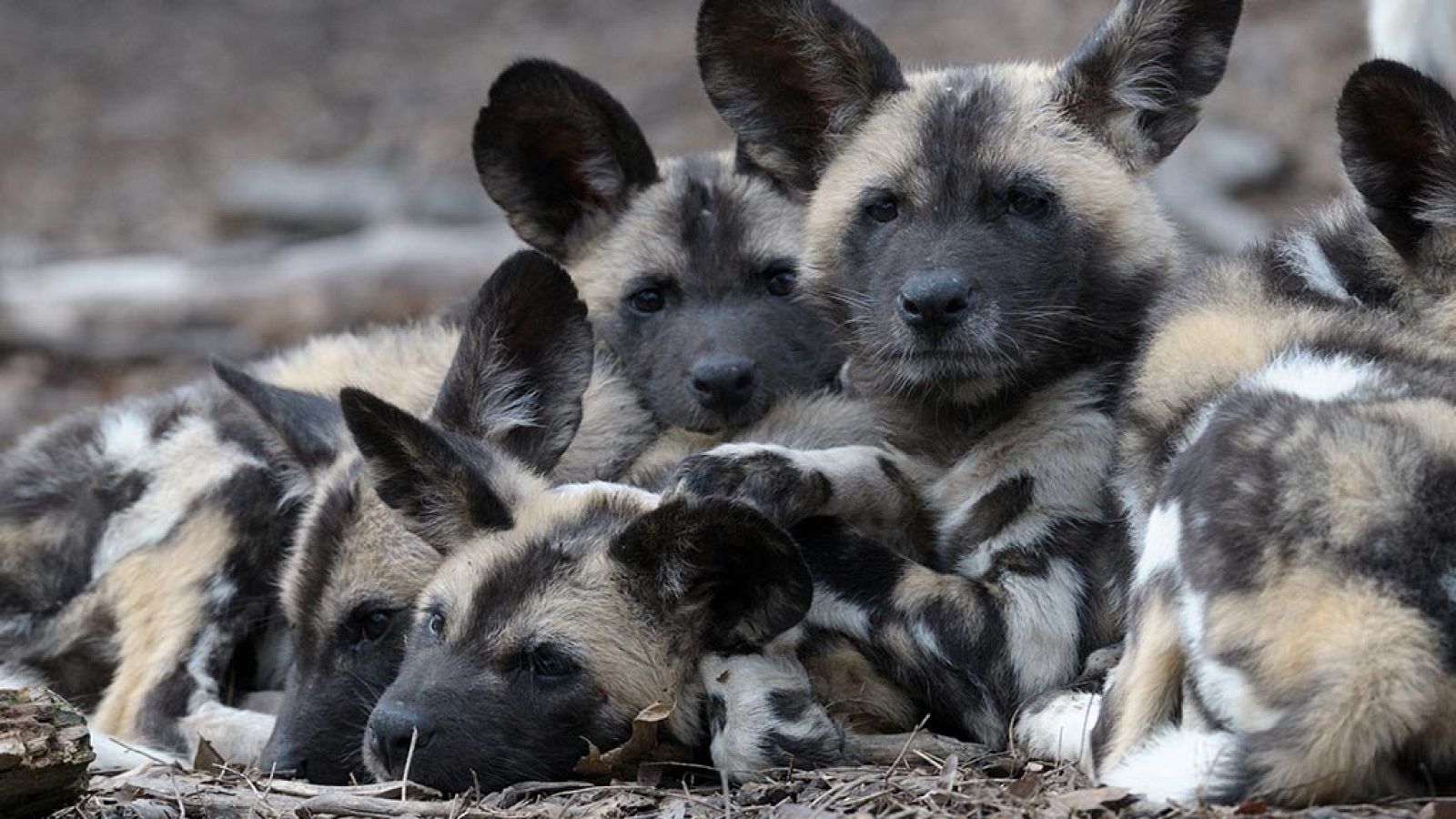 Grandes documentales - Timbavati: Lazos de sangre - ver ahora