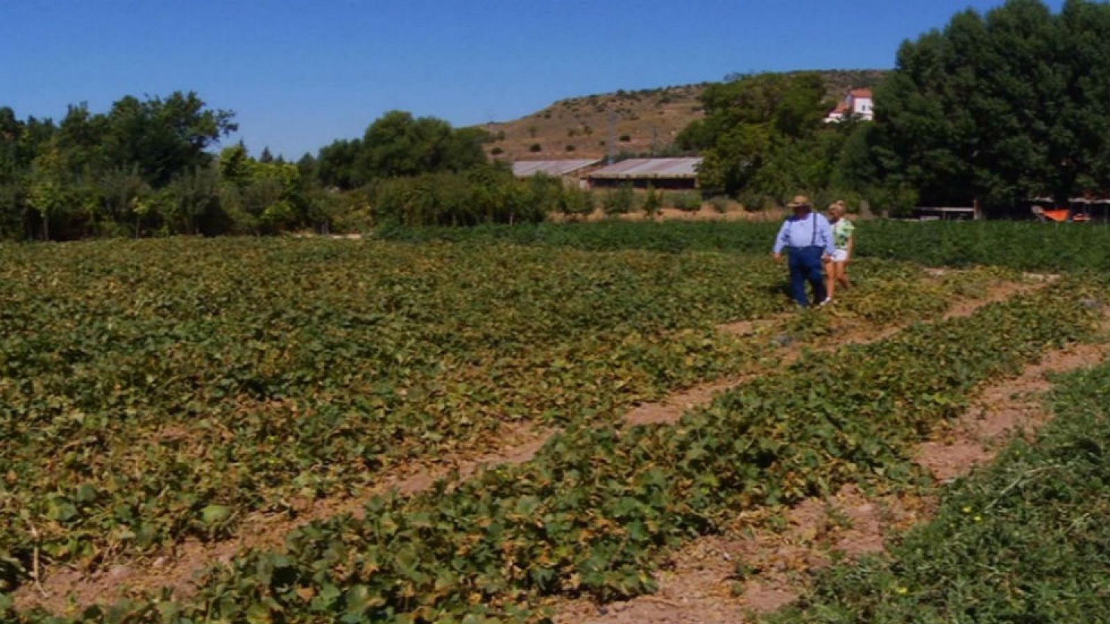 Sandías y melones maduros