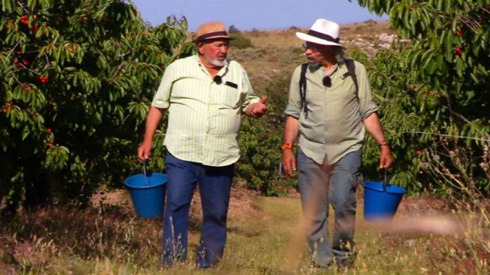 Aquí la Tierra - Cerezas de la Sierra de Aitana