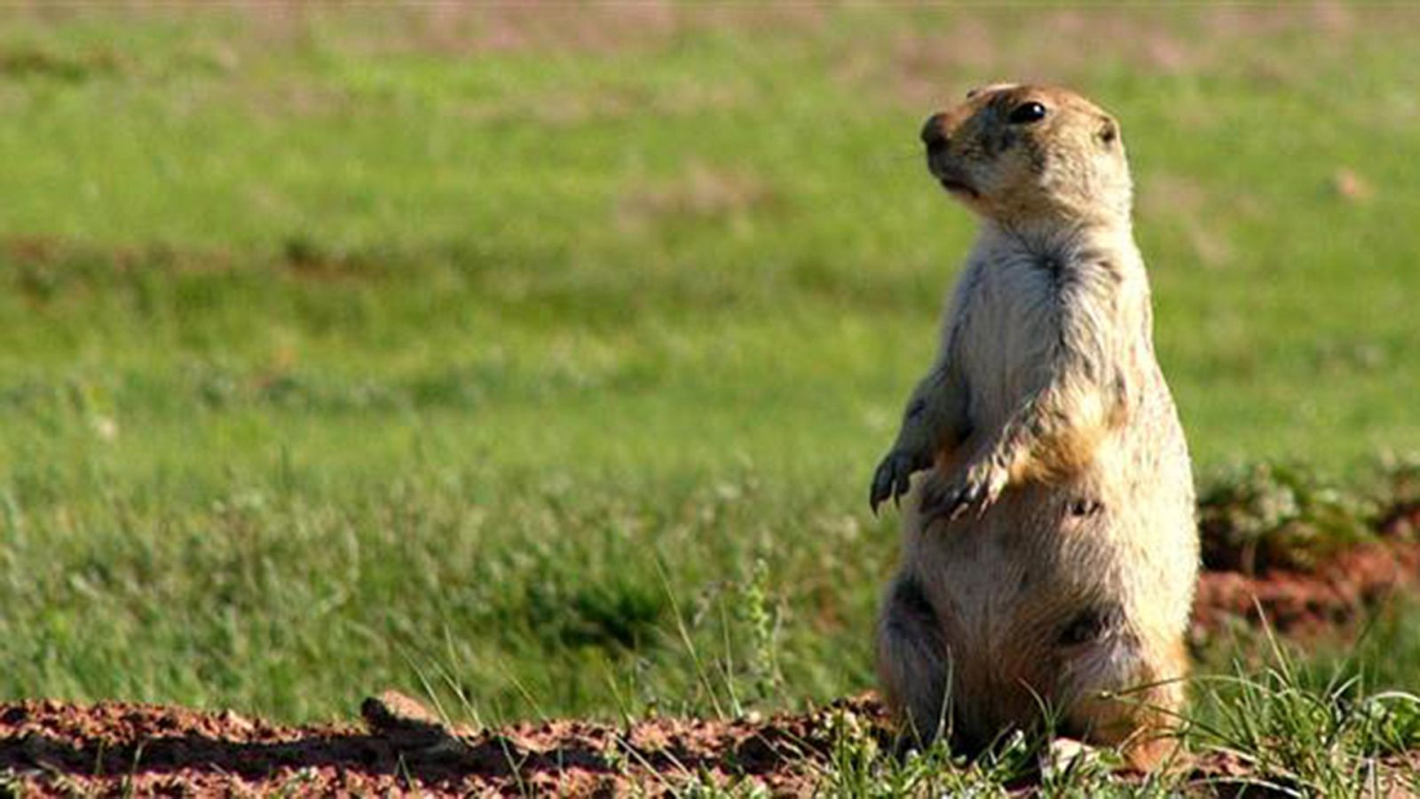 Grandes documentales - Perritos subterráneos, una historia de la pradera - ver ahora