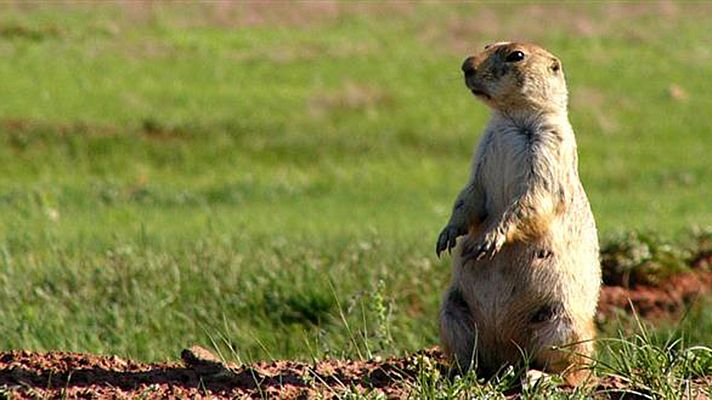 Grandes documentales - Perritos subterráneos, una historia de la pradera