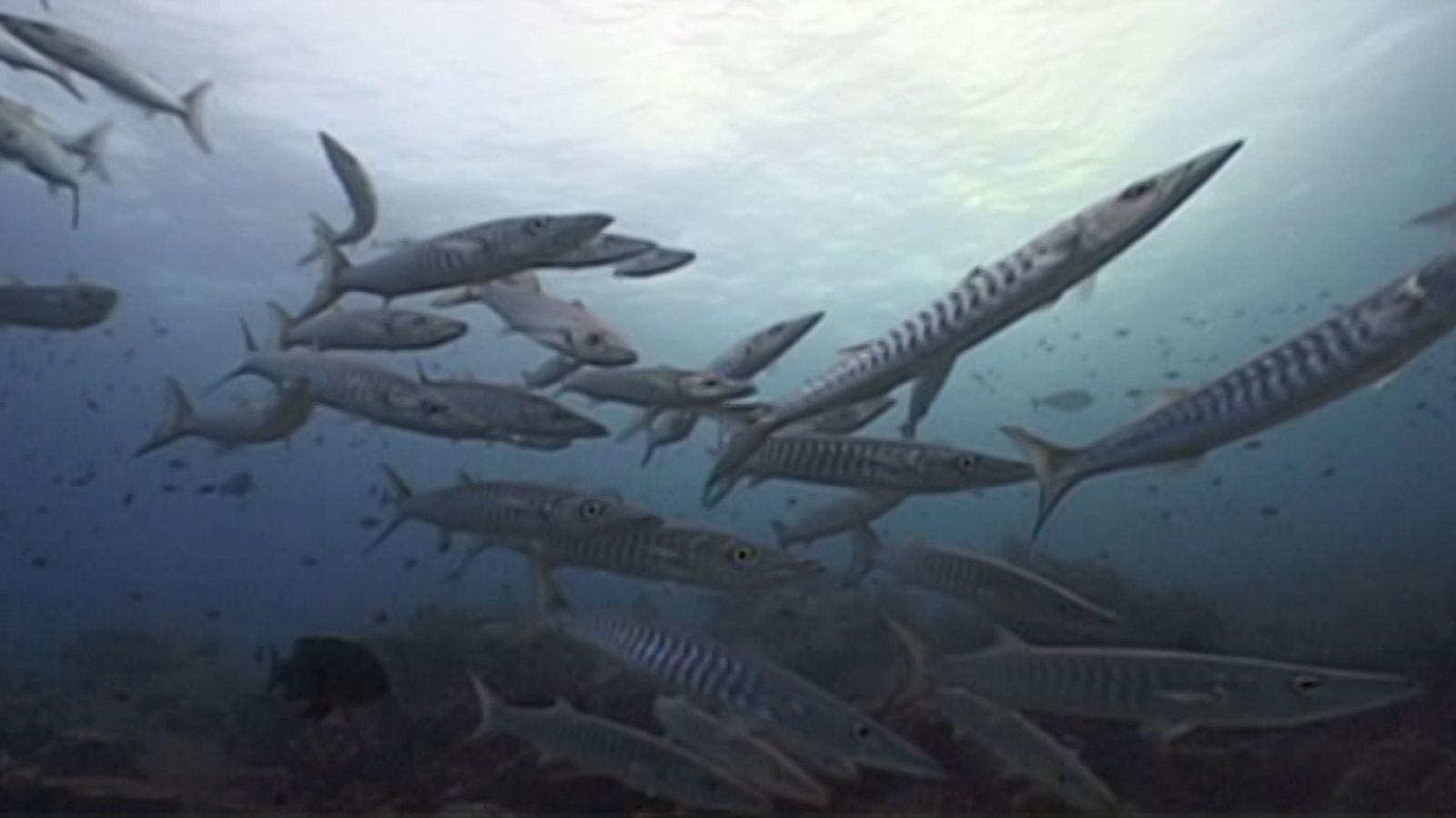 Bubbles - Milne - ver ahora