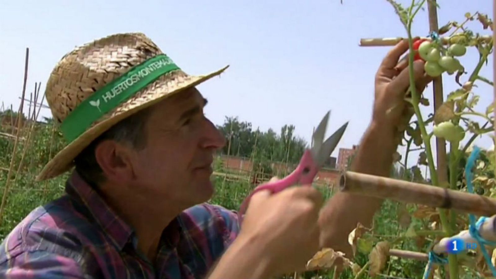 Recolectamos los "tomates de apartamento"