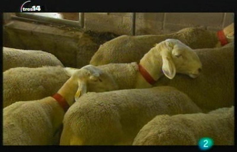 tres14 - Animales in vitro