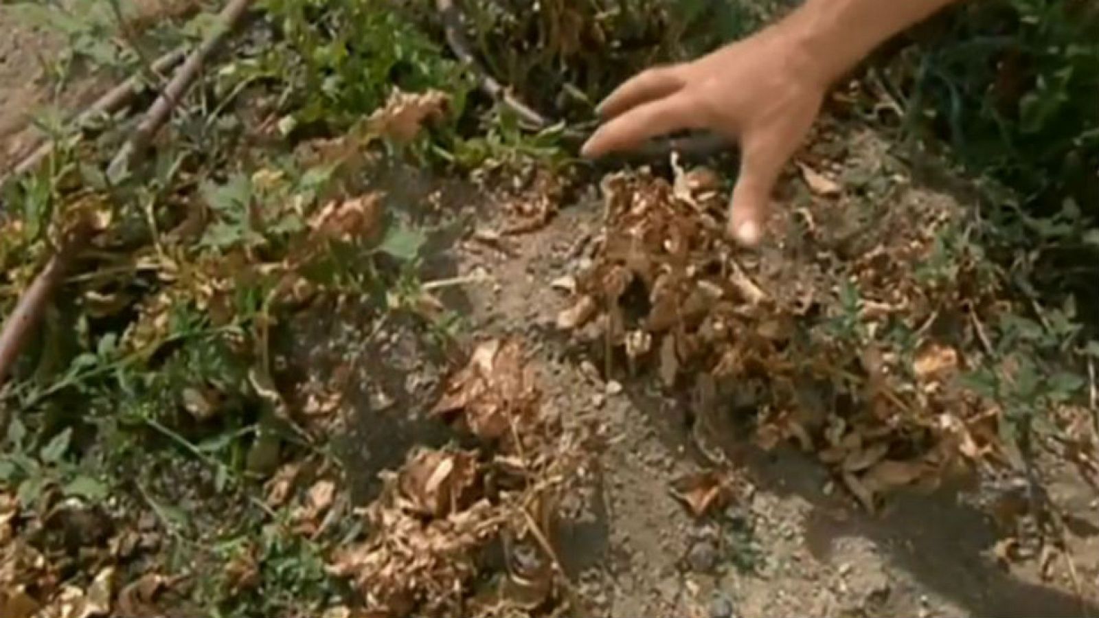 Cosechamos patatas, ¿estarán en su punto?