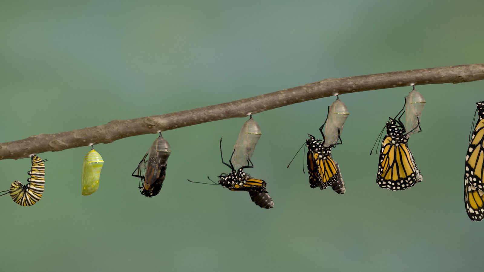 Grandes documentales - Metamorfosis - ver ahora
