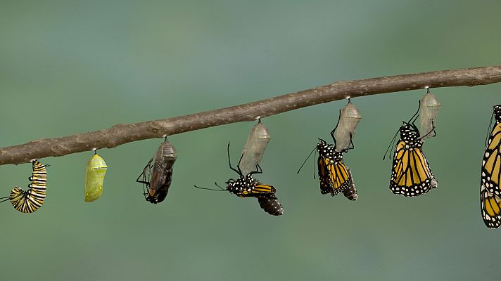 Grandes documentales - Metamorfosis