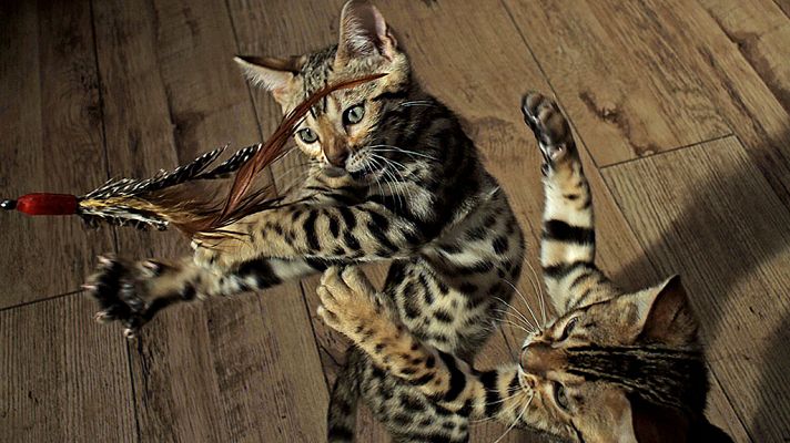 Grandes documentales - Mascotas: Criaturas juguetonas