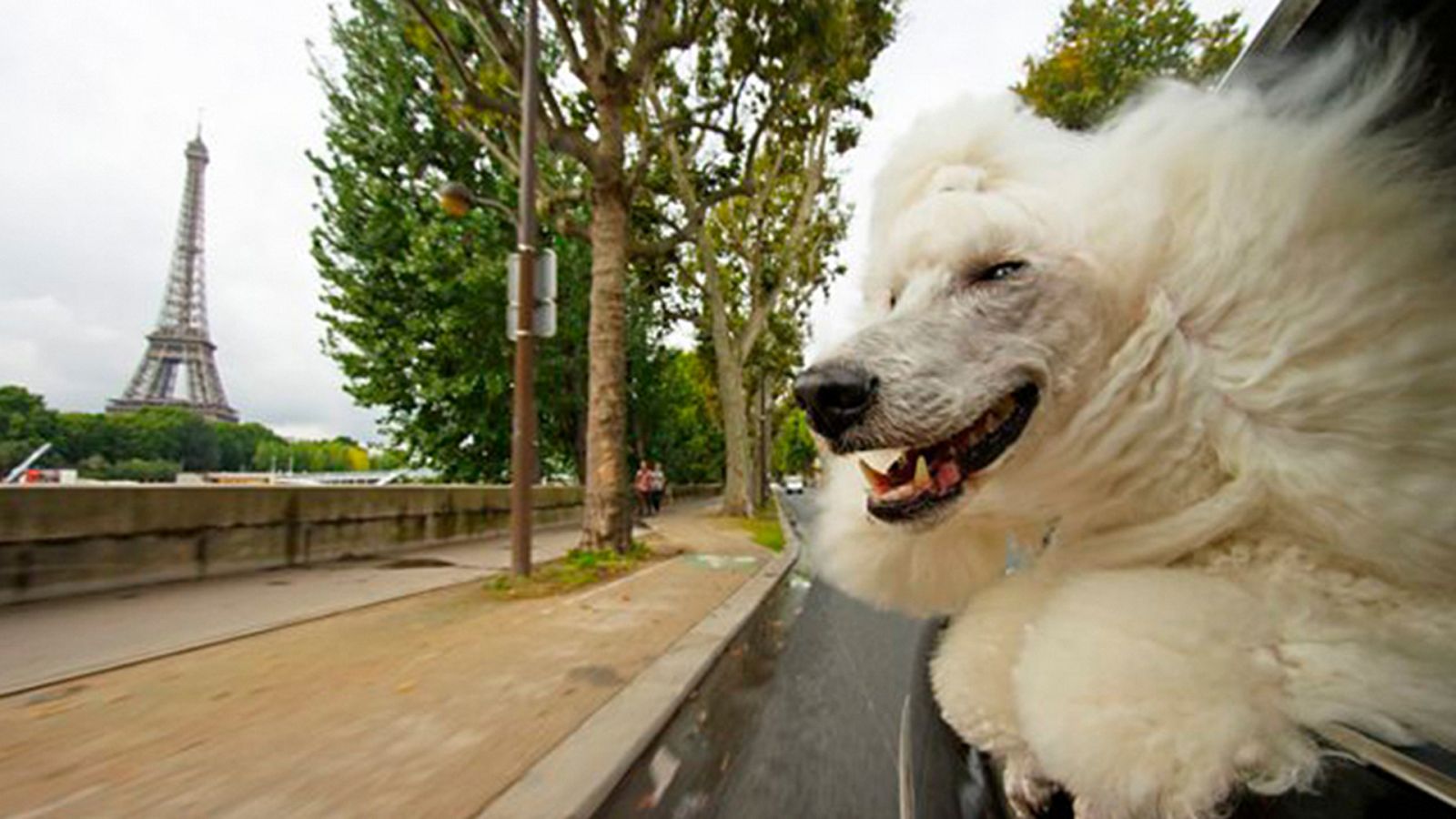 Grandes documentales - Mascotas: Criaturas misteriosas - ver ahora