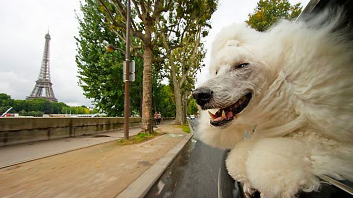 Grandes documentales - Mascotas: Criaturas misteriosas