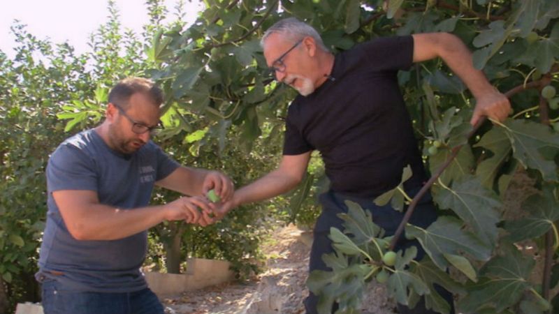 Higos, un dulce bocado