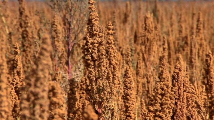 Aquí la Tierra - Quinoa antequerana