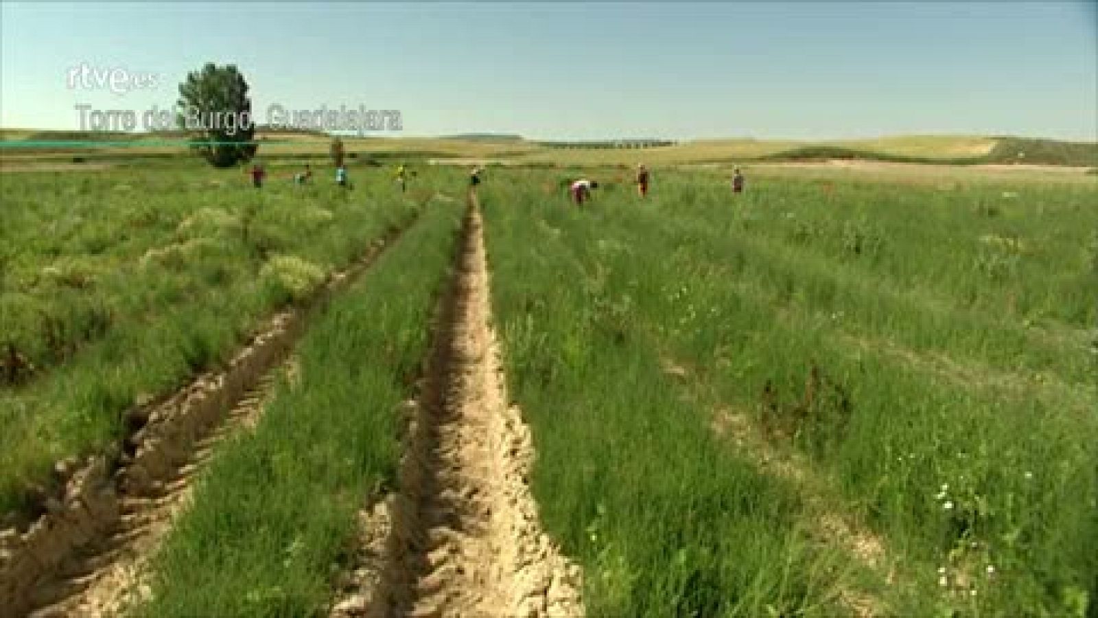 Para Todos La 2- Repoblar el medio rural.