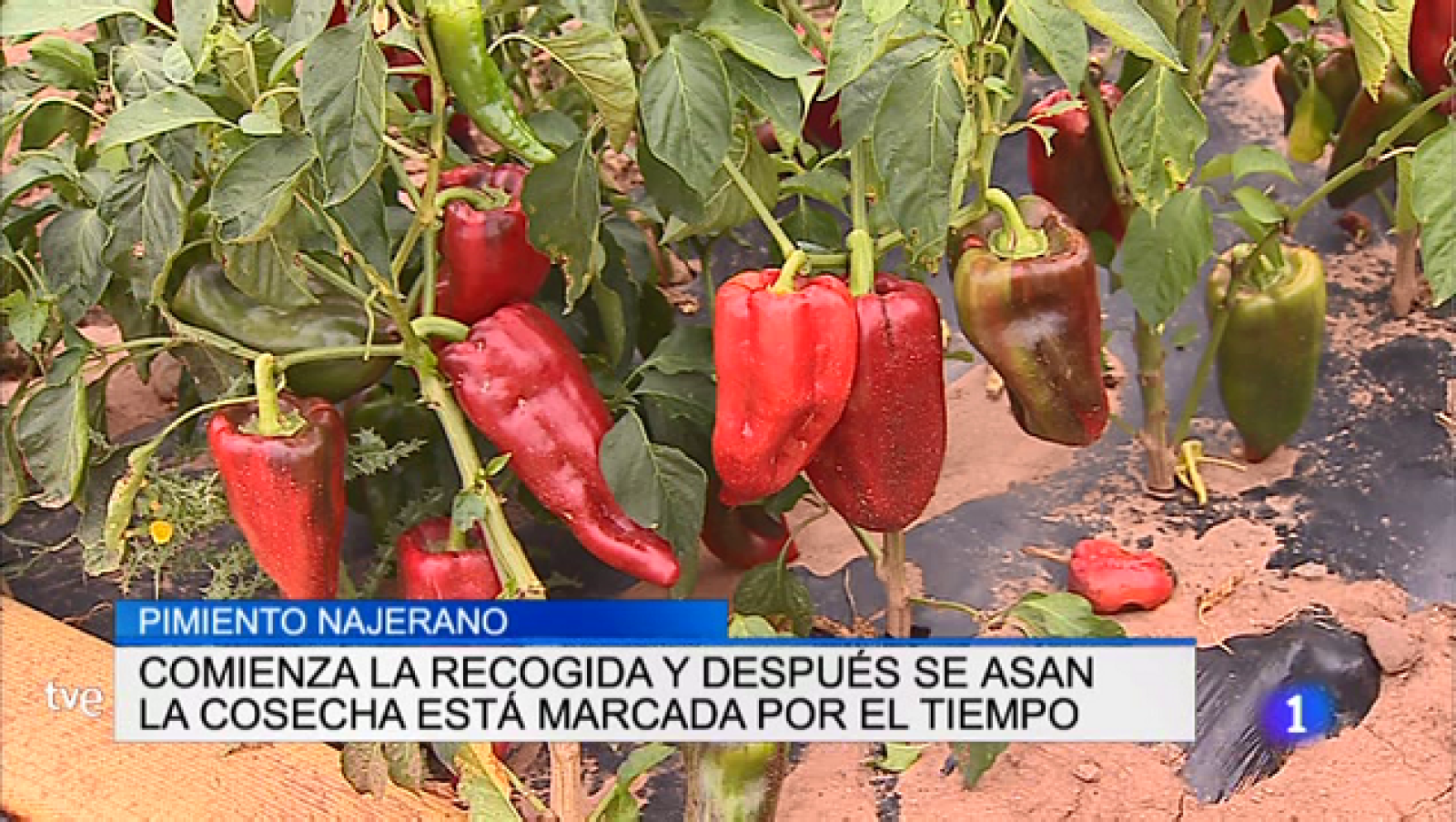 Telerioja en 2' - 13/09/18