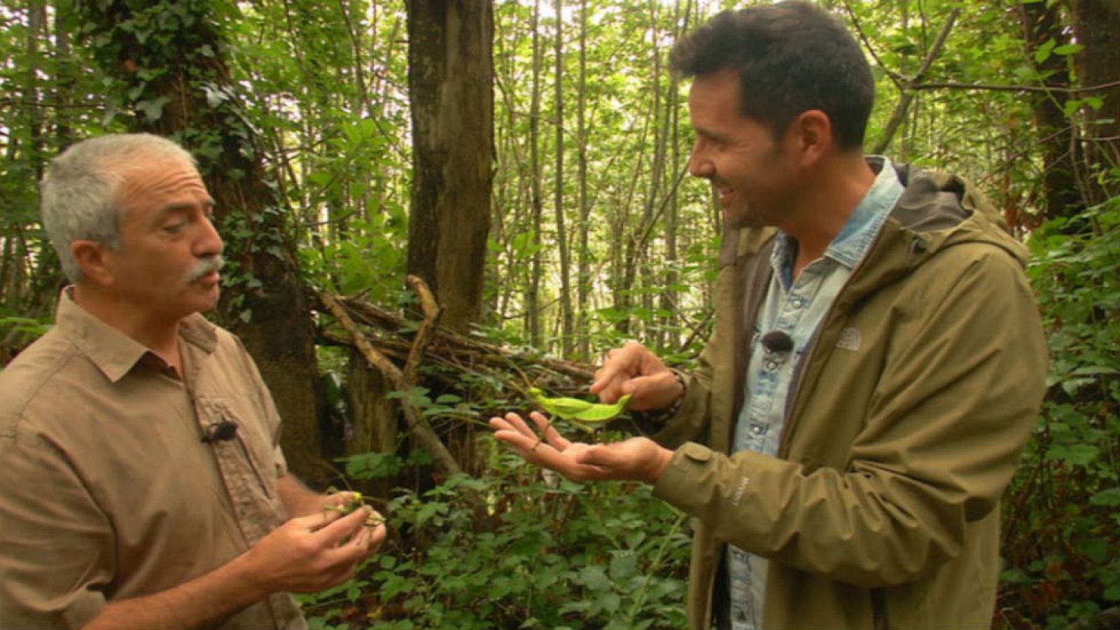 ¡A este insecto no lo veo!