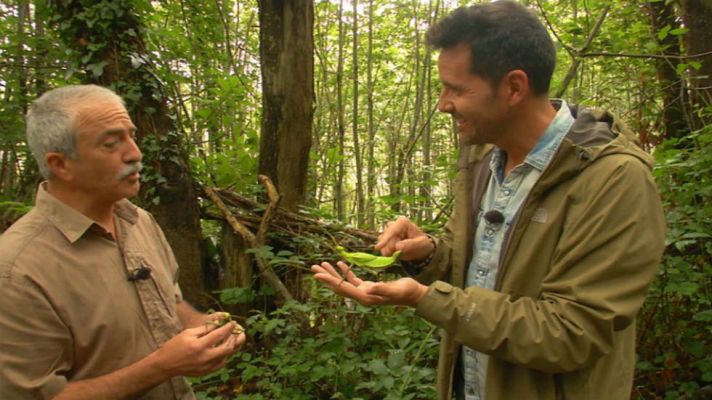 Aquí la Tierra - ¡A este insecto no lo veo!
