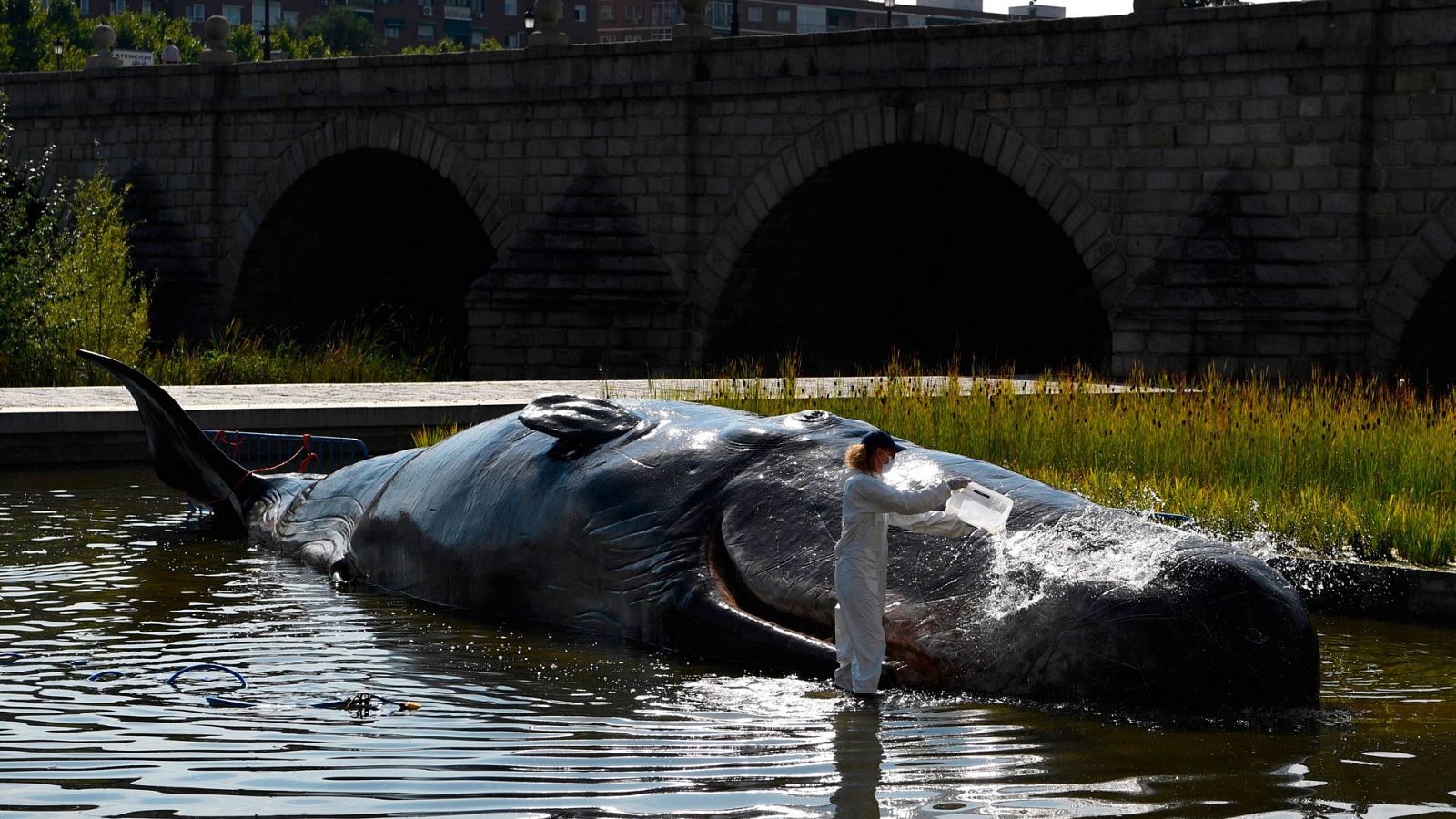 El Puente de Segovia de Madrid ha amanecido con una tremenda escultura a tamaño real de un cachalote varado de 15 metros y 1.000 kilos. El misterio lo ha resuelto pronto el propio ayuntamiento de la capital: se trata de una instalación artística del