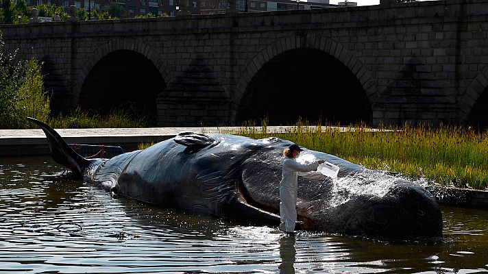 Telediario 1 - Una escultura de un cachalote en el Manzanares denuncia en Madrid el deterioro de los océanos