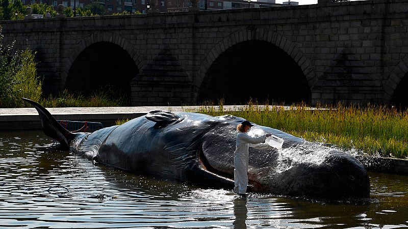 El Puente de Segovia de Madrid ha amanecido con una tremenda escultura a tamaño real de un cachalote varado de 15 metros y 1.000 kilos. El misterio lo ha resuelto pronto el propio ayuntamiento de la capital: se trata de una instalación artística del
