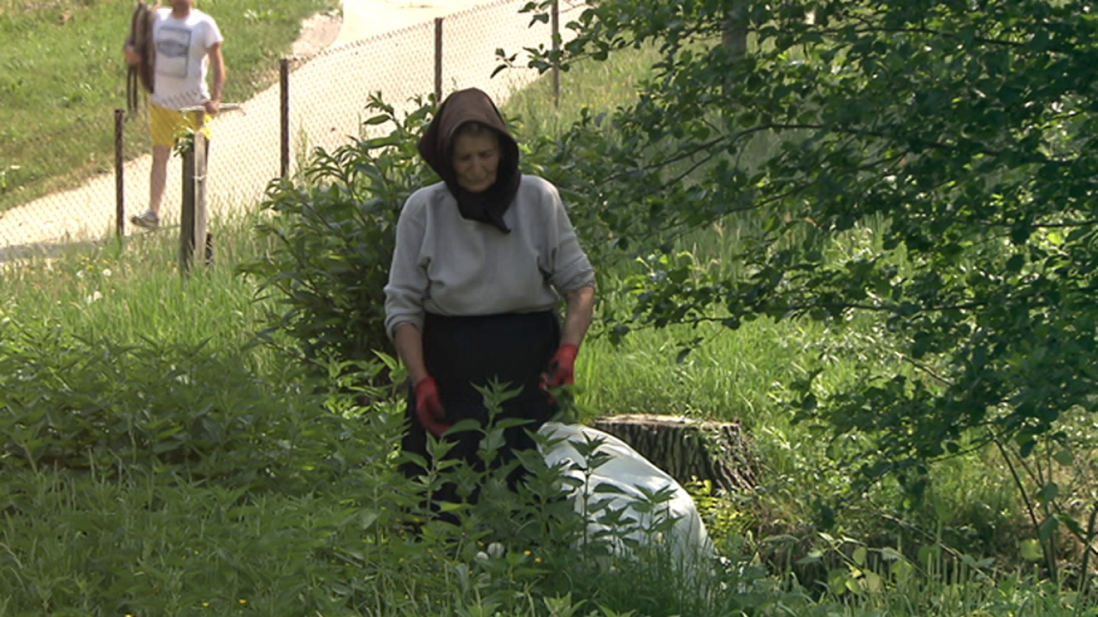 El escarabajo verde - Volver a lo salvaje. Los bisontes de Rumanía - ver ahora