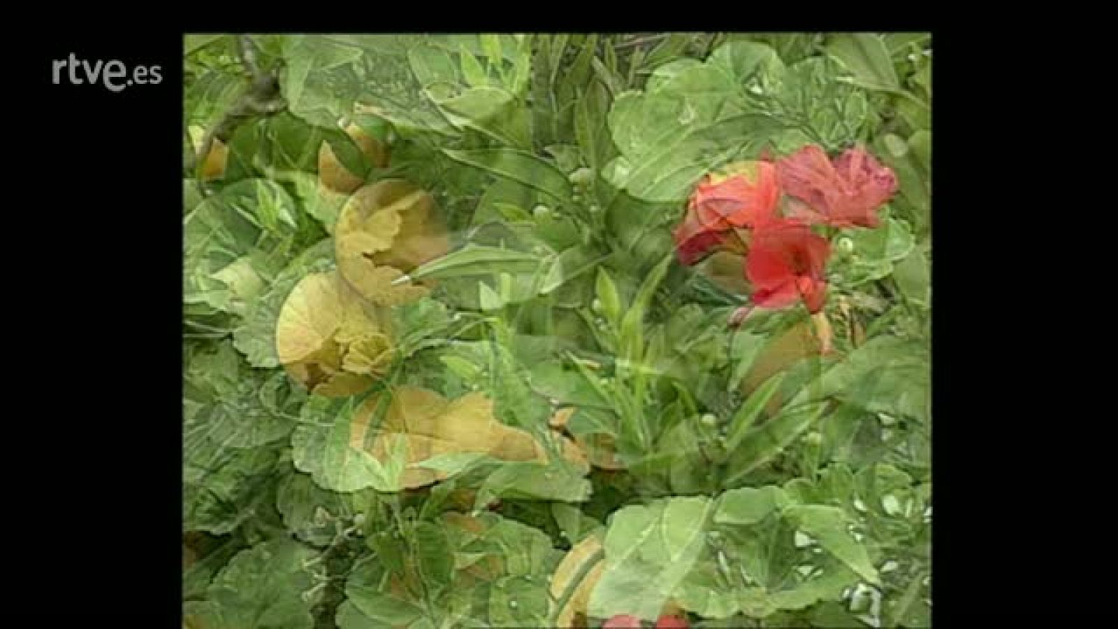 Arxiu TVE Catalunya - Gaudiana - Gaudí, natura i símbol - Gaudiana | Veure