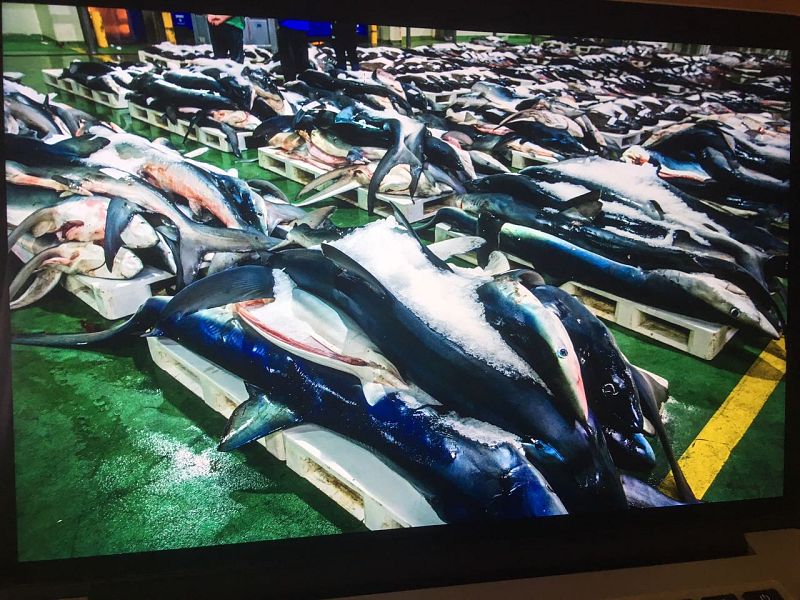 Documentos TV - Pesca, fraude con etiqueta - avance