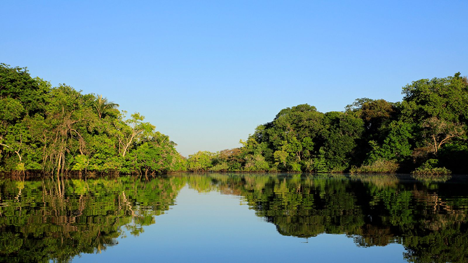 Grandes documentales - Brasil. Una historia natural: El bosque inundado - ver ahora