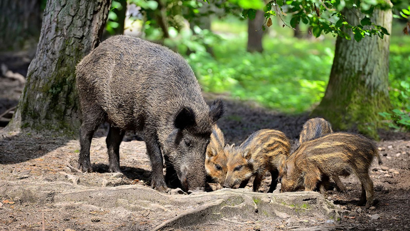 Grandes documentales - Rayas y estrellas - ver ahora