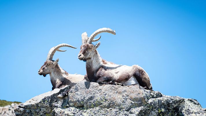 El escarabajo verde - Volver a lo salvaje. La herencia del bucardo