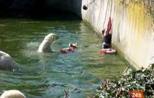  - Se lanza al foso de osos polares