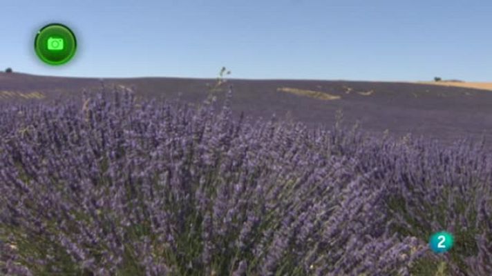 Agrosfera - Cogollor