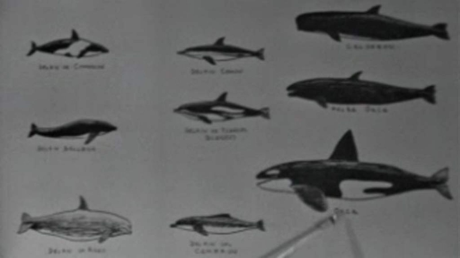 El planeta azul - El mar de Cortés (I)