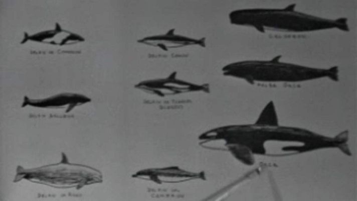 El planeta azul - El mar de Cortés (I)