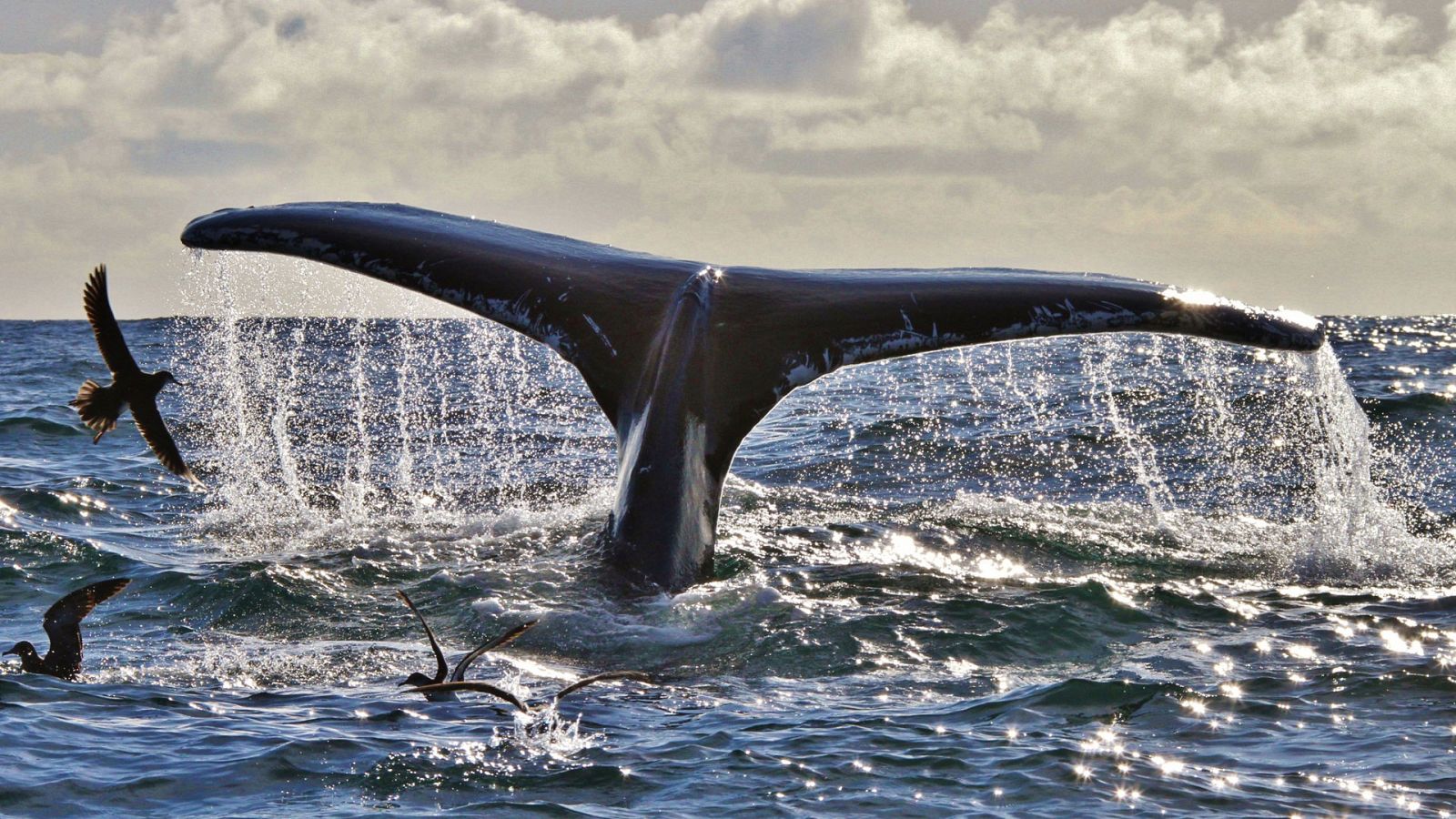 Grandes documentales - La costa occidental de Irlanda. El verdadero confín del mundo - ver ahora