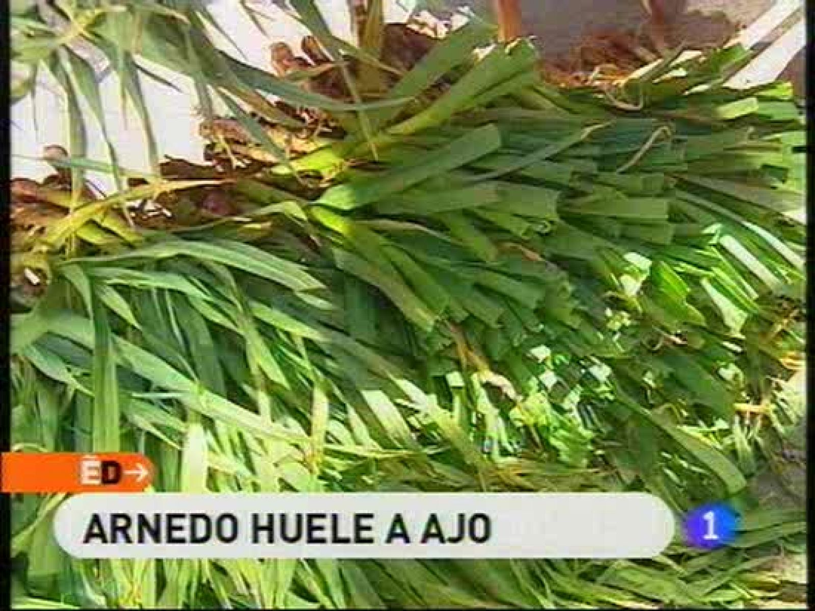 España Directo - La fiesta del ajo | Ver