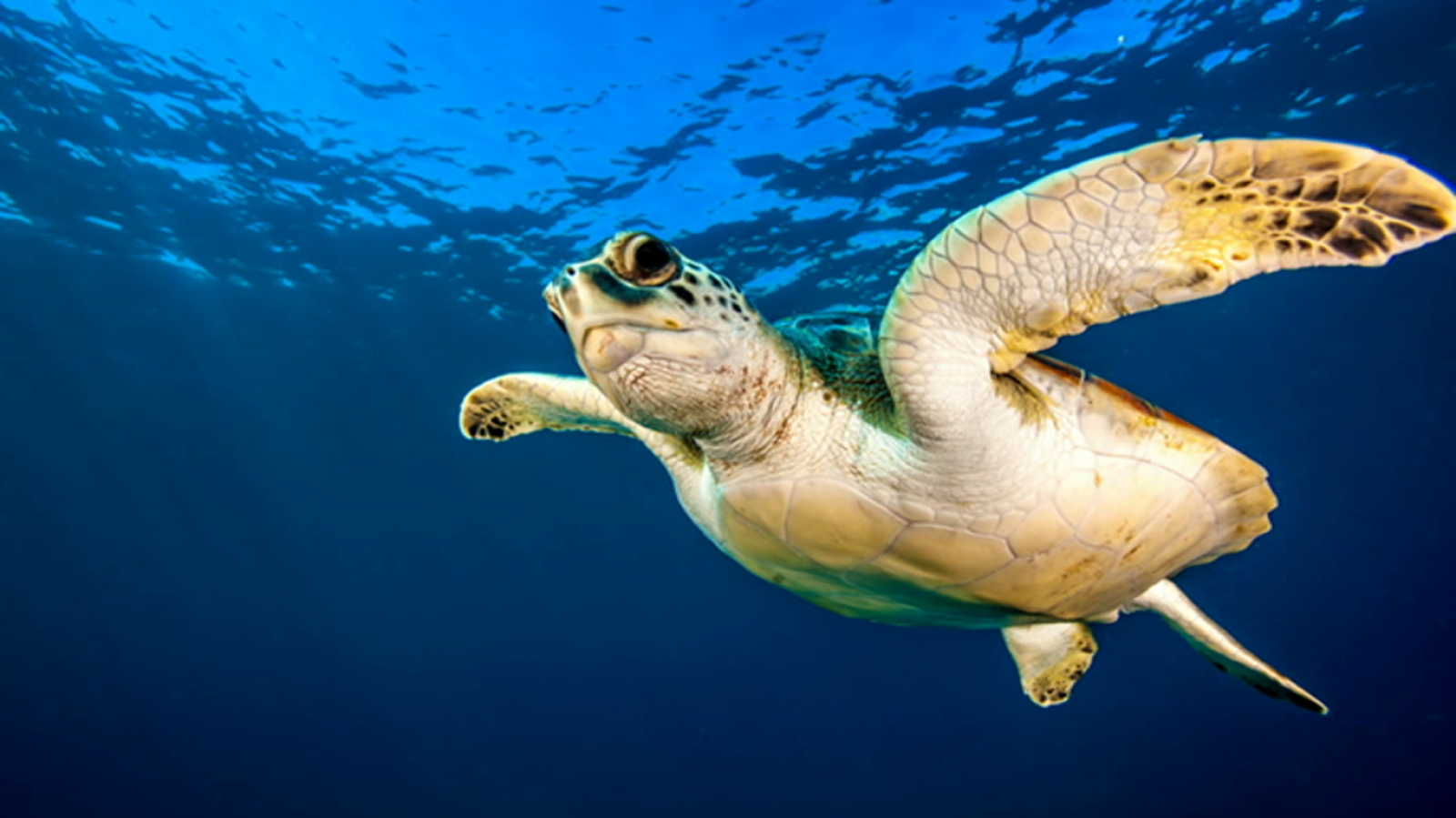 El escarabajo verde - Volver a lo salvaje. En busca del origen - ver ahora