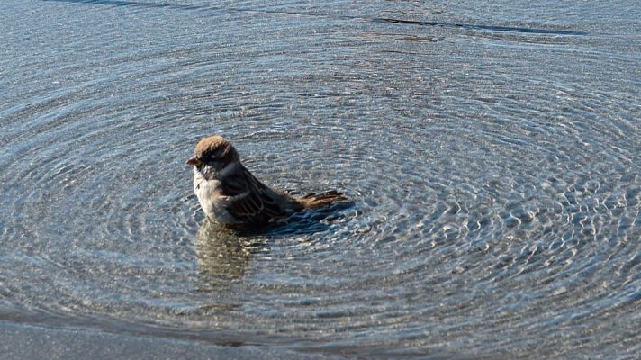 El tiempo - Cielo poco nuboso y sin precipitaciones aunque con intervalos de nubes bajas en el norte y el oeste de Galicia