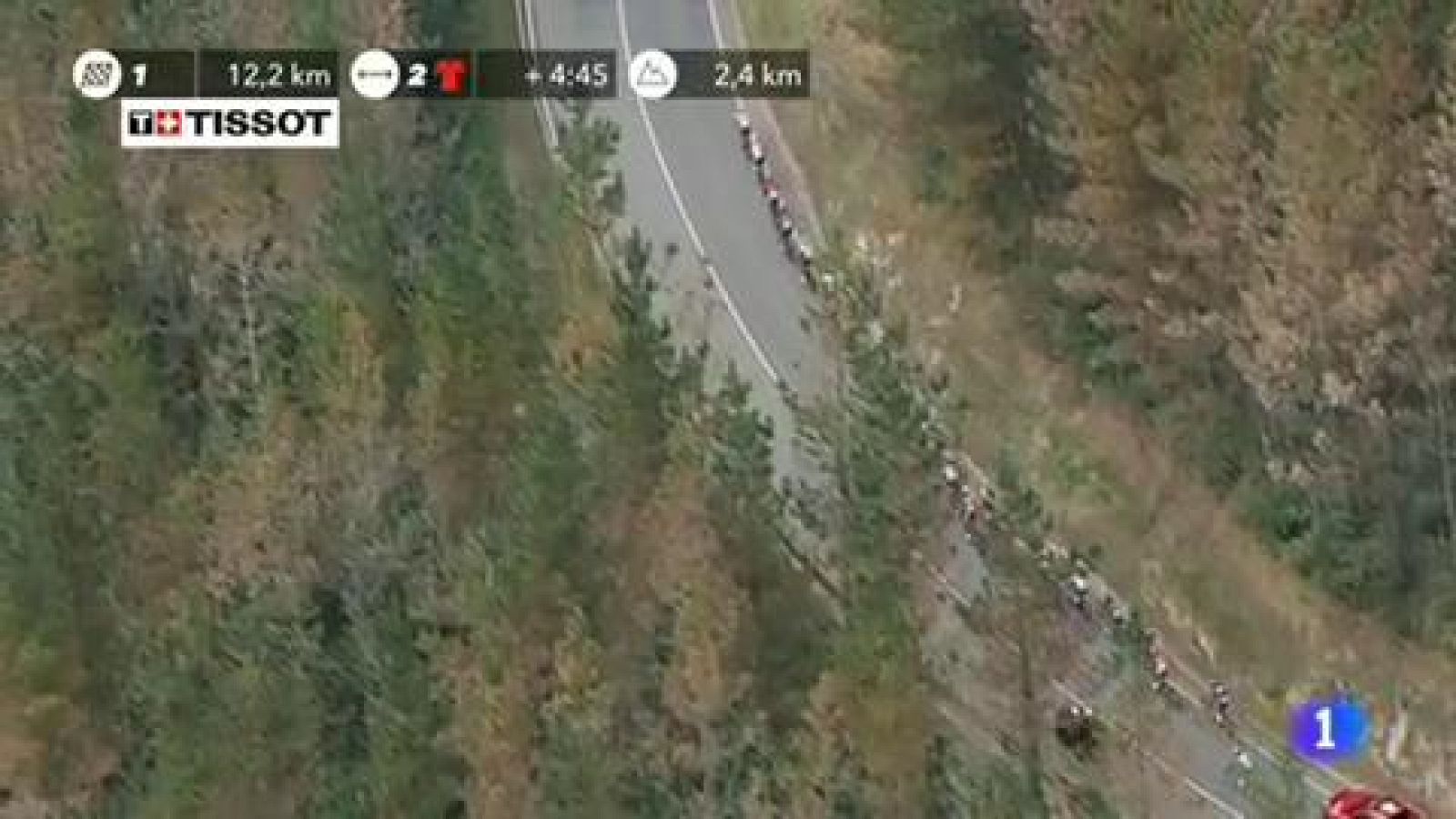 Los pinos del País Vasco están en peligro