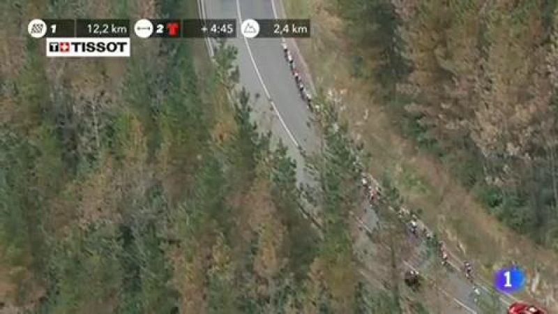 Los pinos del País Vasco están en peligro